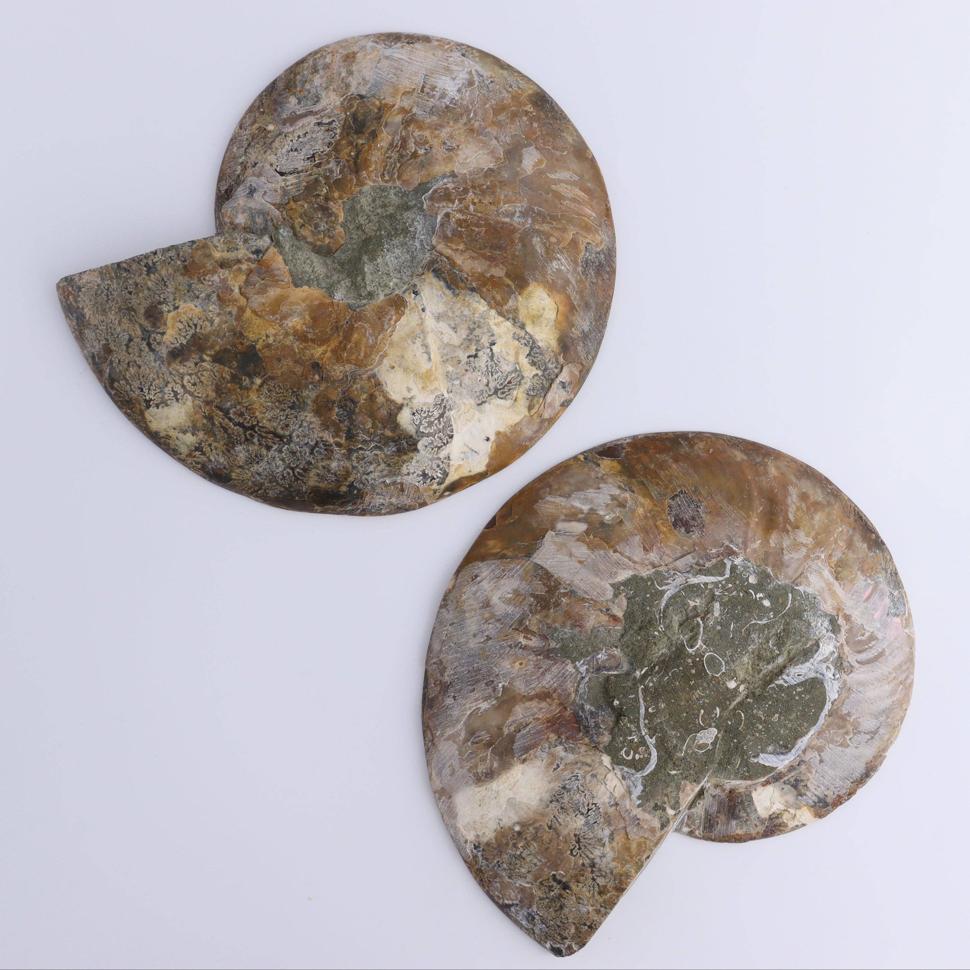 Ammonite Pair – Earth’s Ancient Art