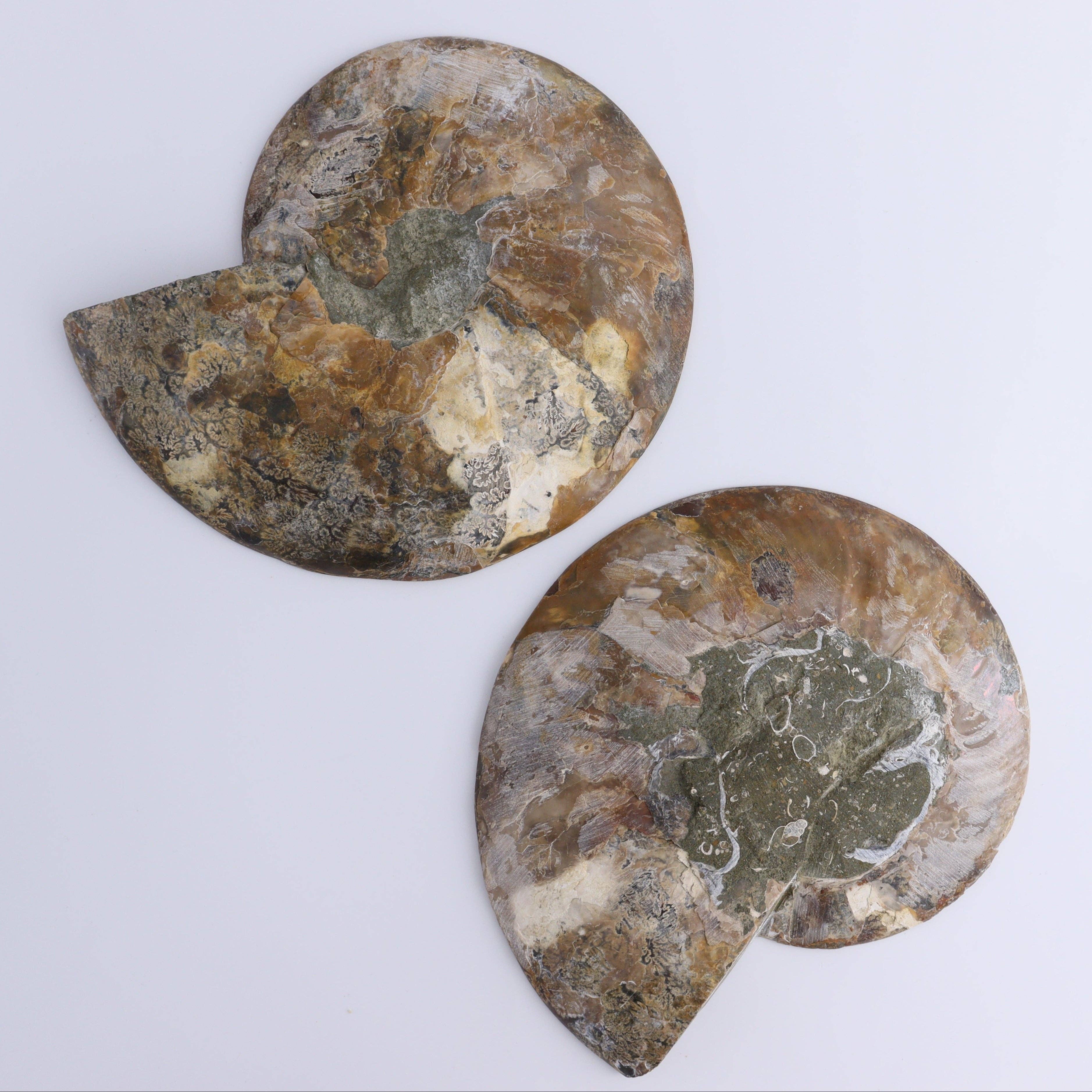 Ammonite Pair – Earth’s Ancient Art