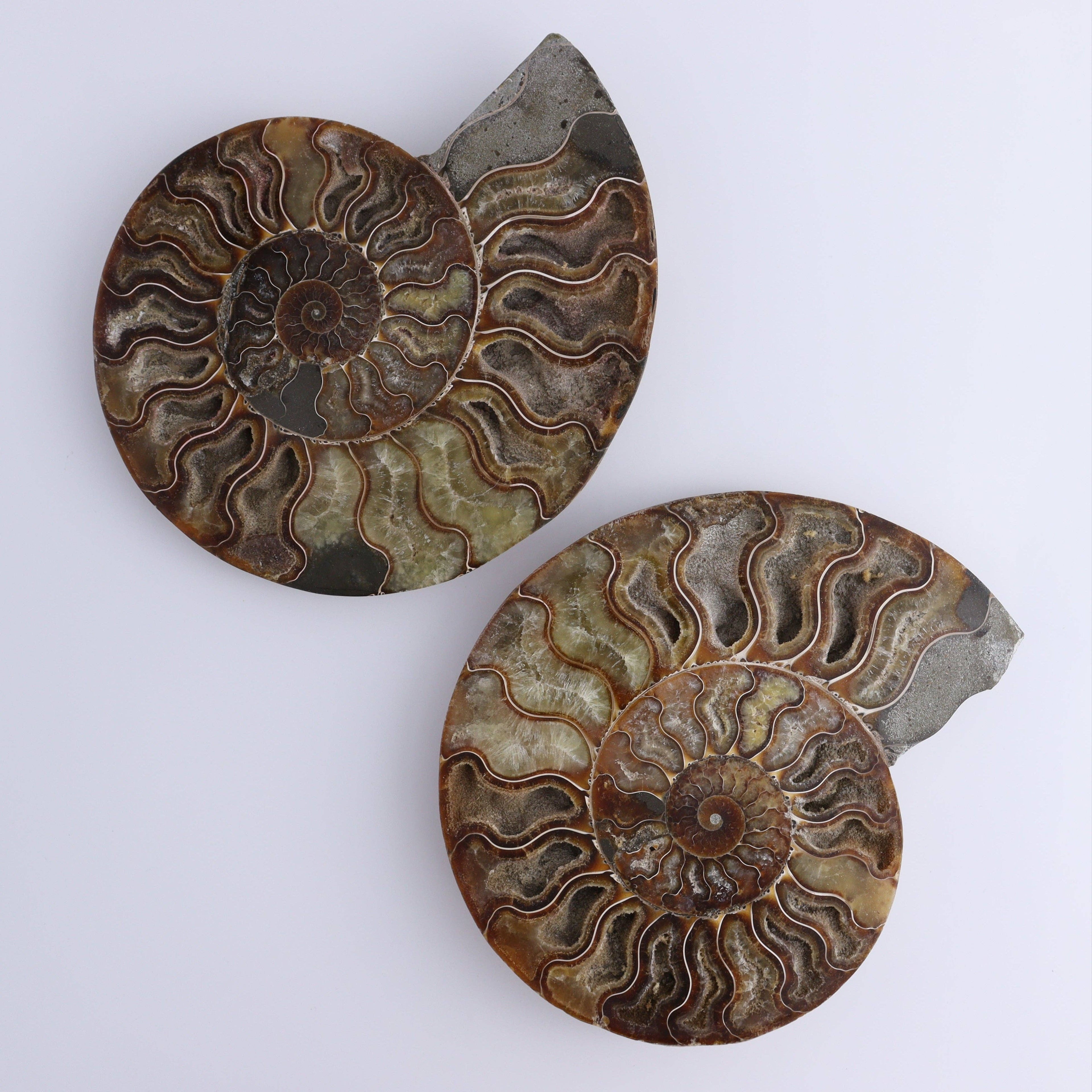 Ammonite Pair – Earth’s Ancient Art