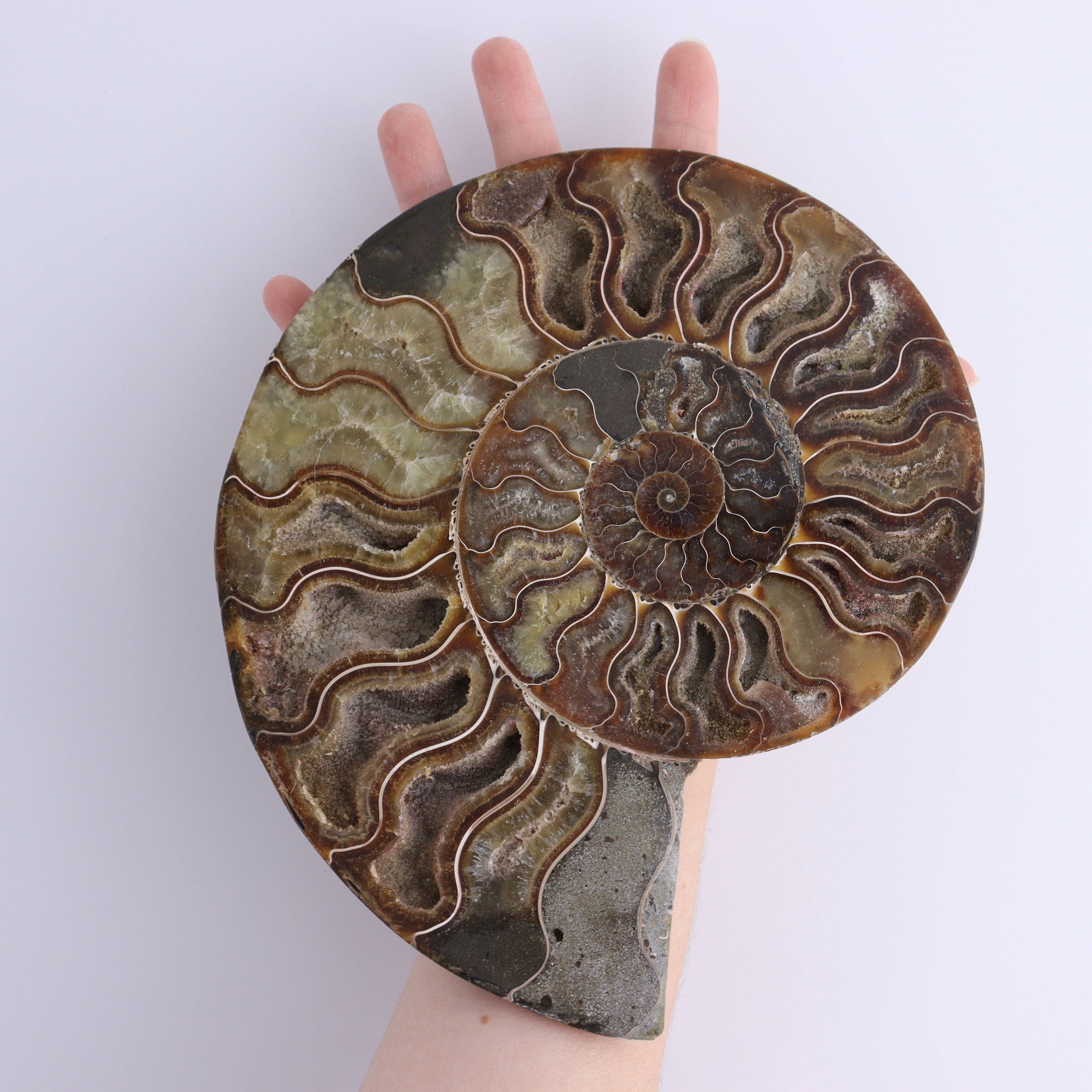 Ammonite Pair – Earth’s Ancient Art