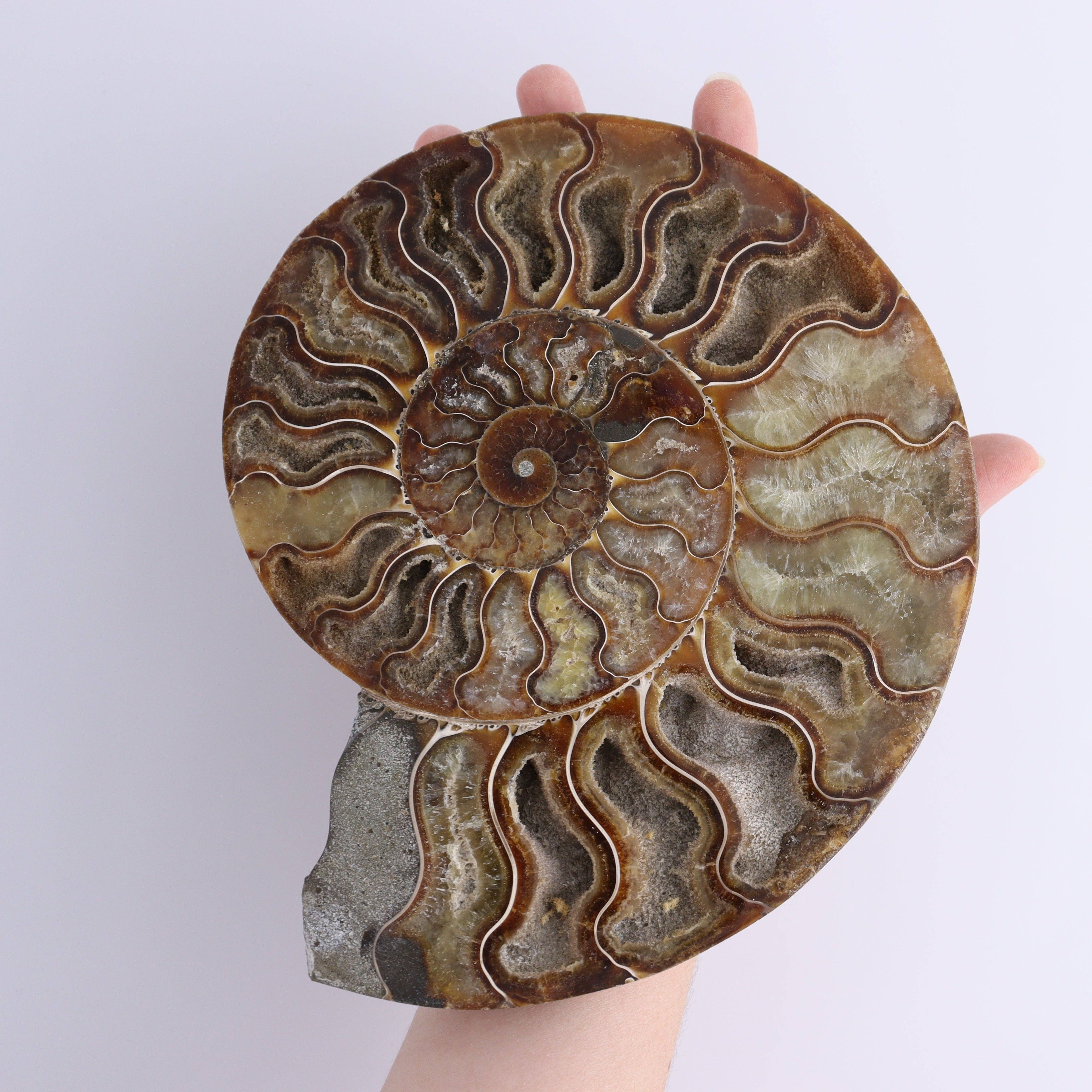 Ammonite Pair – Earth’s Ancient Art