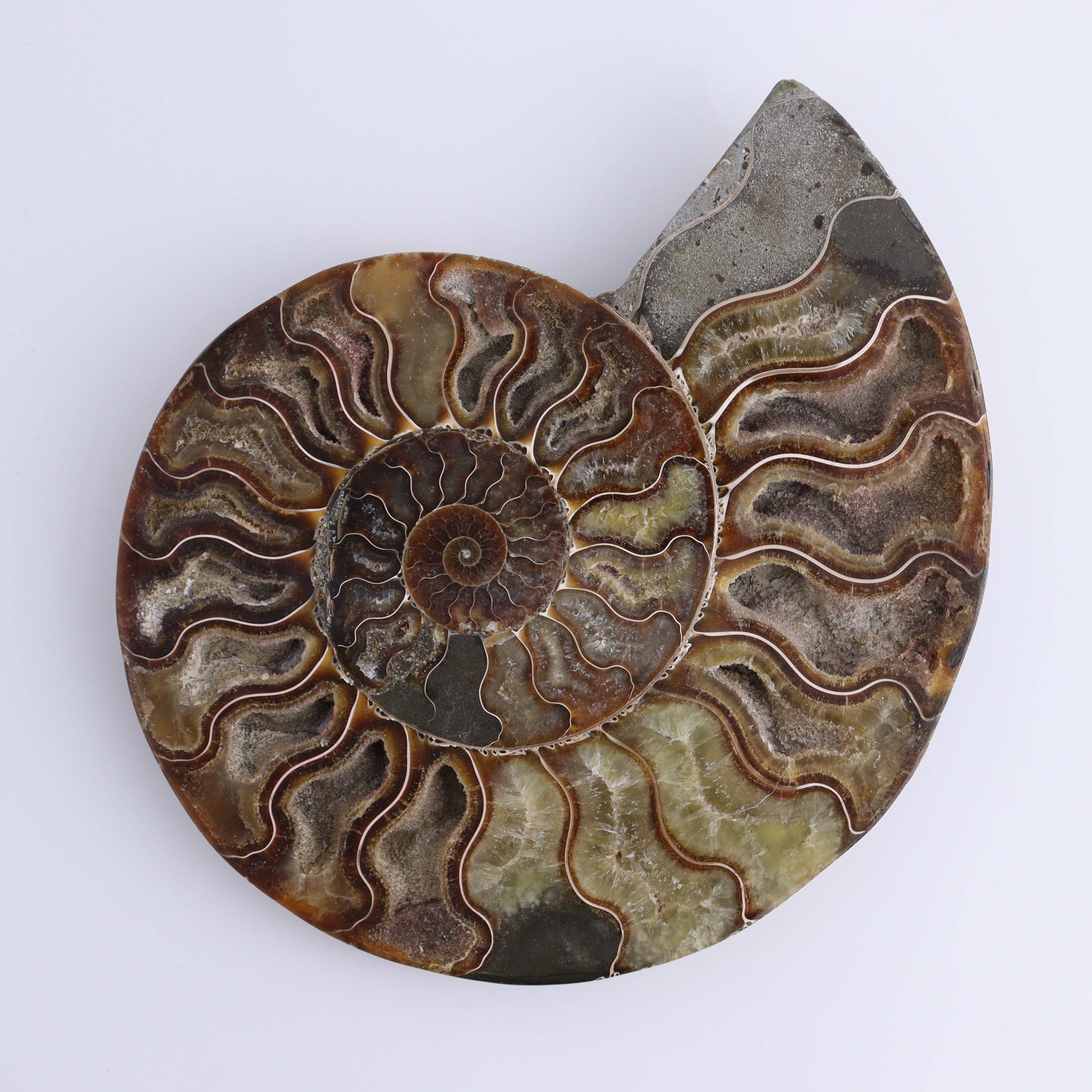Ammonite Pair – Earth’s Ancient Art