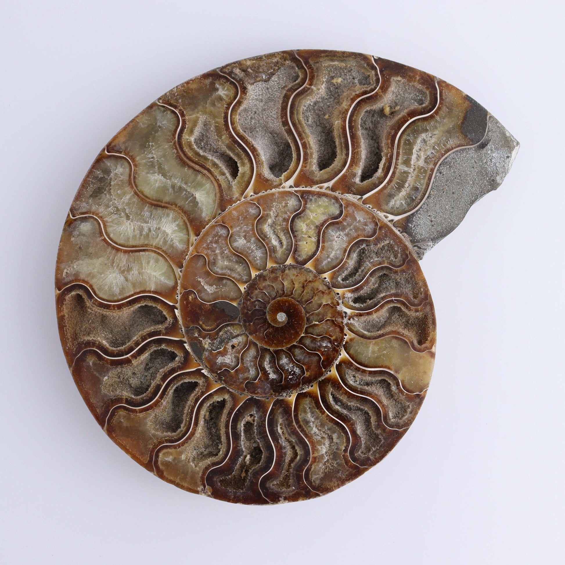Ammonite Pair – Earth’s Ancient Art